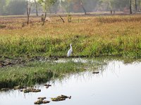 IMG 7714 - Cooinda Yellow Water