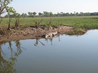 IMG_7747 - Cooinda Yellow Water - Salzwasserkrokodil.JPG