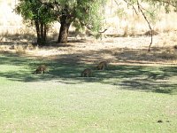 IMG 8110 - Fitzroy Crossing - Kangoos