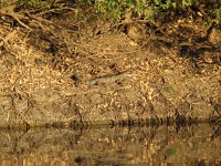 IMG_8161 - Fitzroy Crossing - Geikie Gorge - Süßwasserkrokodil.JPG