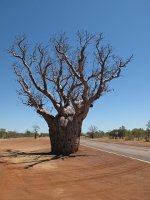 IMG_8180 - Boab Tree.JPG