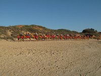 IMG 8415 - Broome - Bondi Beach - Kamele
