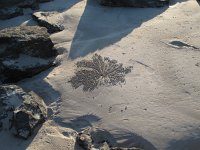 IMG 8416 - Broome - Bondi Beach - Sand Bubbler Crab