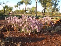 IMG 8577 - Karijini