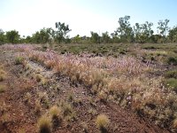 IMG 8590 - Karijini