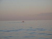 IMG_8631 - Exmouth - Whalewatching.JPG