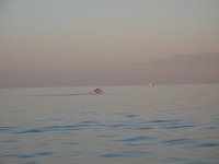 IMG 8631 - Exmouth - Whalewatching