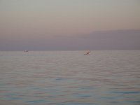 IMG_8639 - Exmouth - Whalewatching.JPG