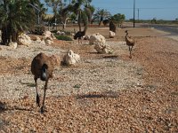 IMG 8748 - Exmouth - Emus