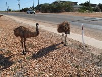 IMG 8750 - Exmouth - Emus