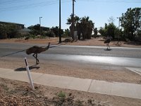 IMG_8752 - Exmouth - Emus.JPG