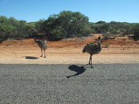 IMG_8959 - Emus.JPG