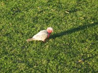 IMG_9010 - Kalbarri - Galah.JPG