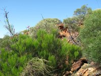 IMG_9013 - Kalbarri Nationapark.JPG