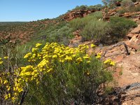 IMG 9036 - Kalbarri Nationapark