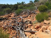 IMG 9067 - Kalbarri Nationapark