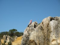 IMG 9178 - Pinnacles - Galah