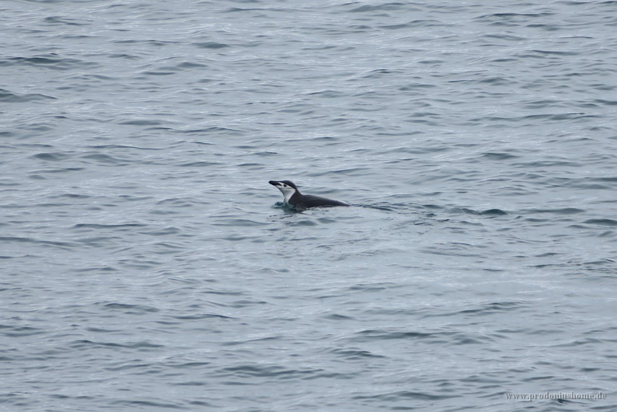 125 G3X IMG 3381 - Half Moon Island - Chinstrap Penguin