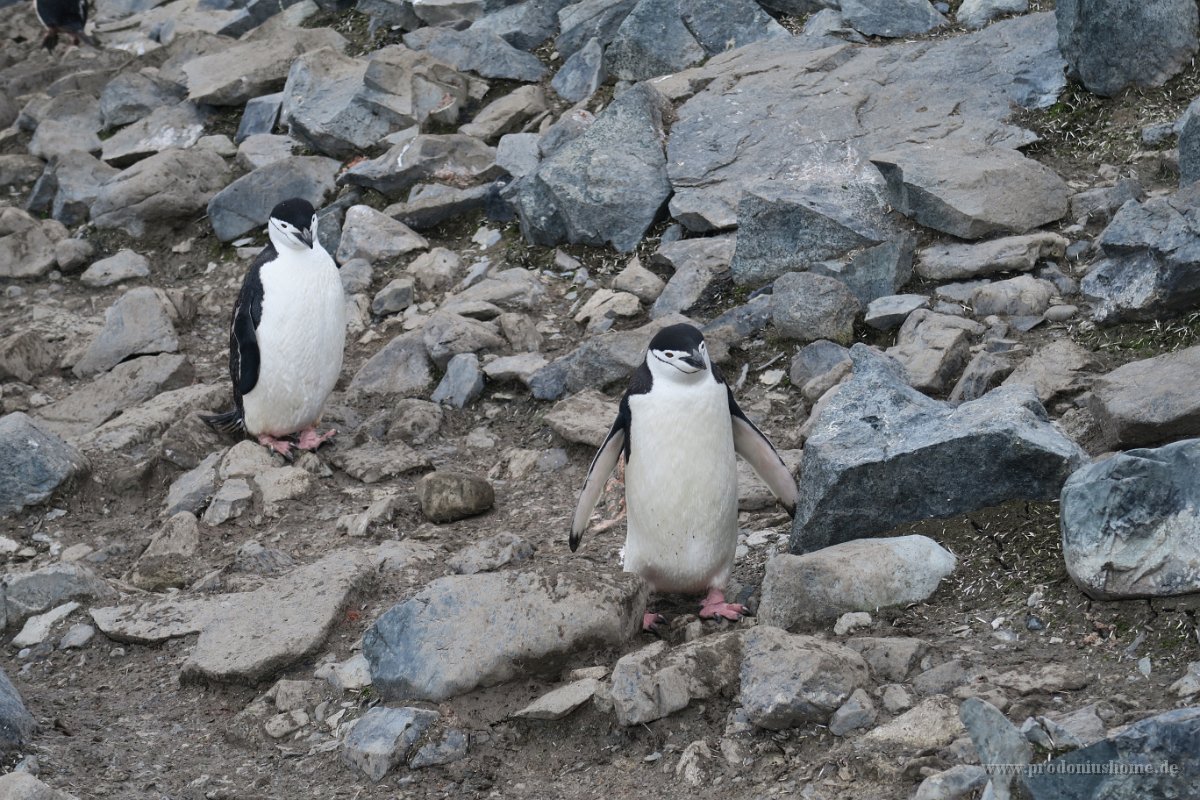 145 G5X IMG 1916 - Half Moon Island - Chinstrap Penguin