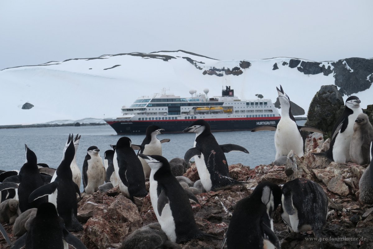 150 G5X IMG 1957 - Half Moon Island - Chinstrap Penguin