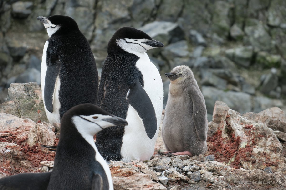 151 G3X IMG 3350 - Half Moon Island - Chinstrap Penguin