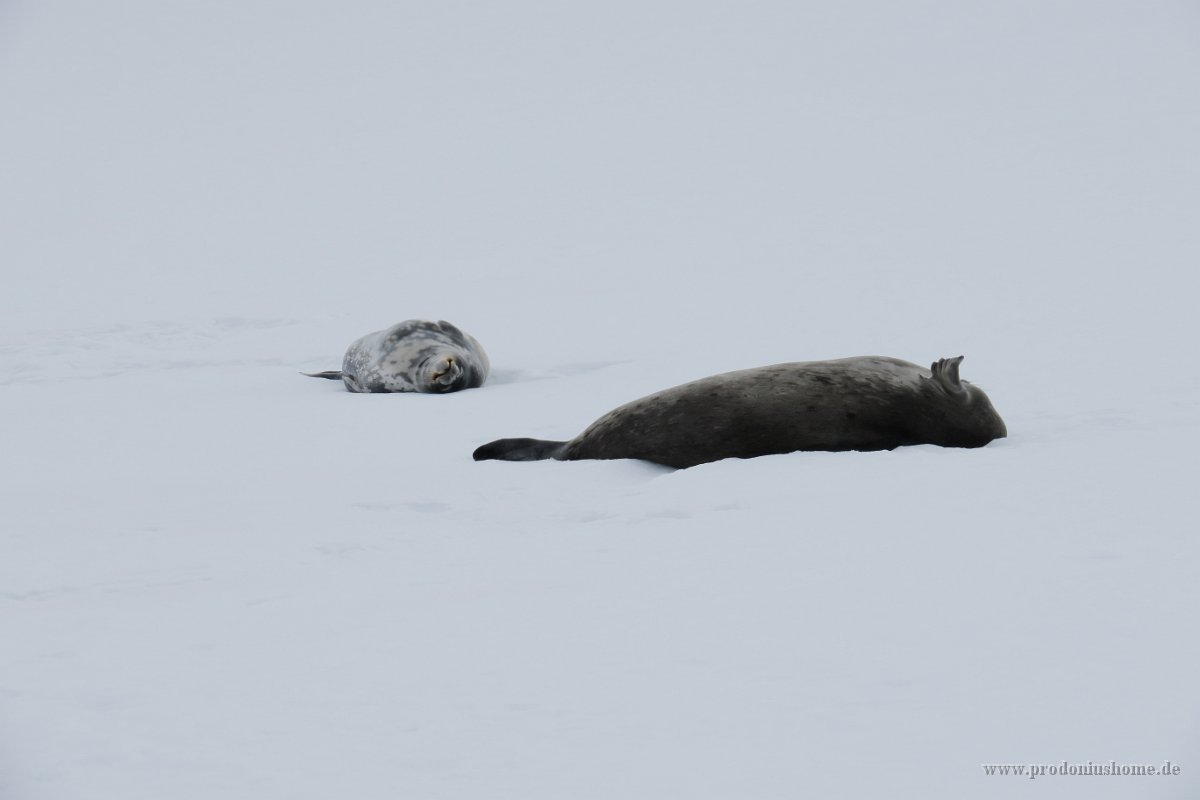 154 G3X IMG 3368 - Weg nach Deception Island