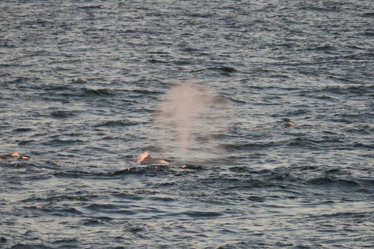 165 G3X IMG 3586 - Weg nach Deception Island - Whale