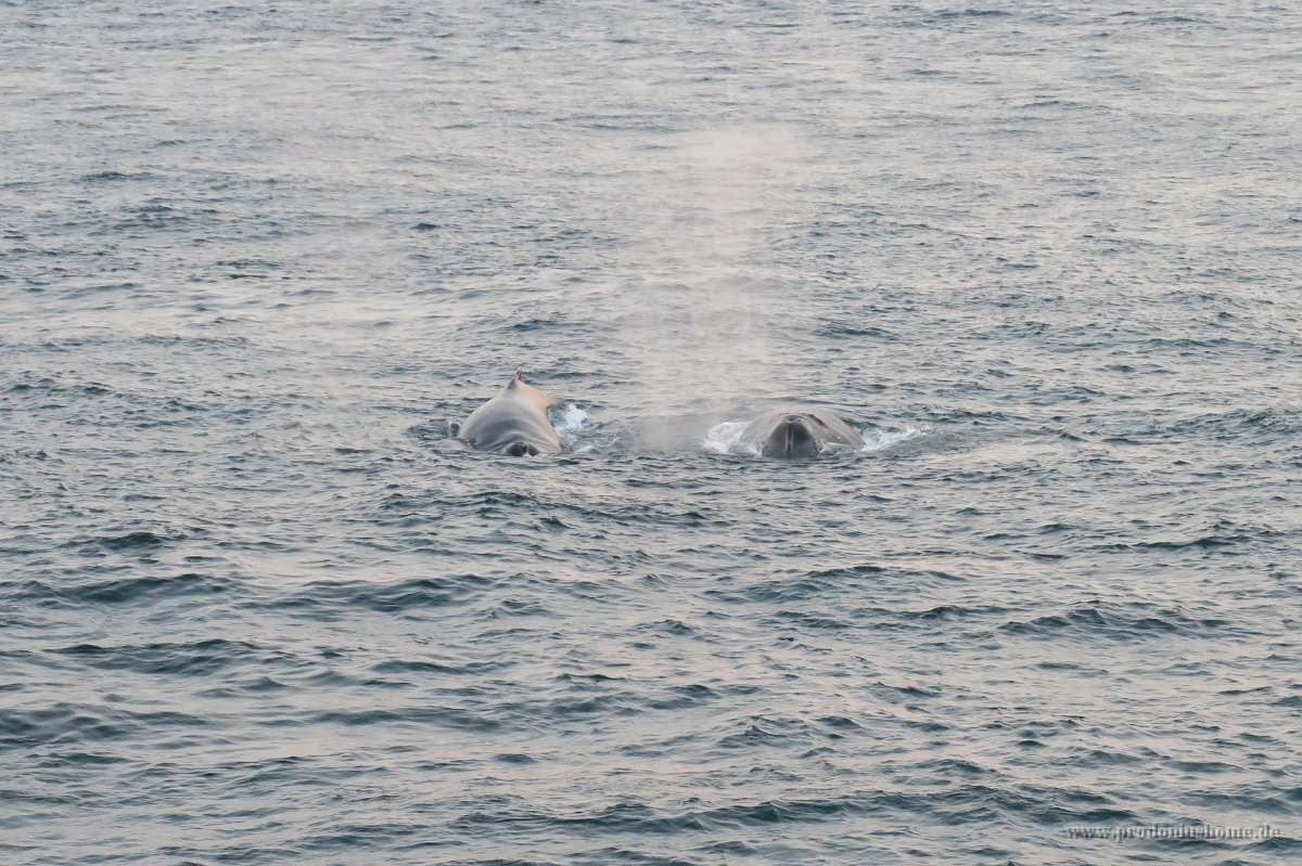 167 G3X IMG 3585 - Weg nach Deception Island - Whale