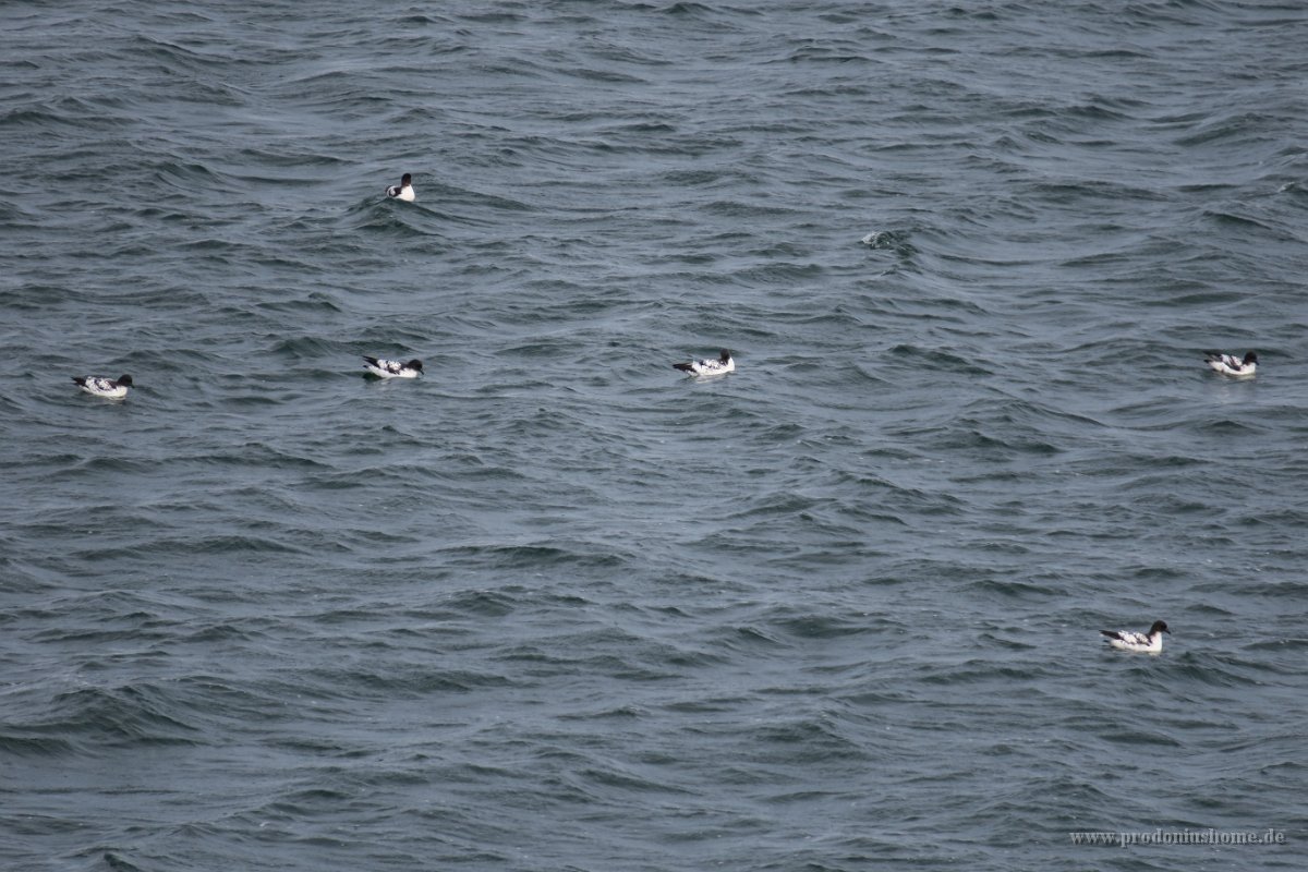 175 G3X IMG 3581 - Deception Island - Cape Petrel