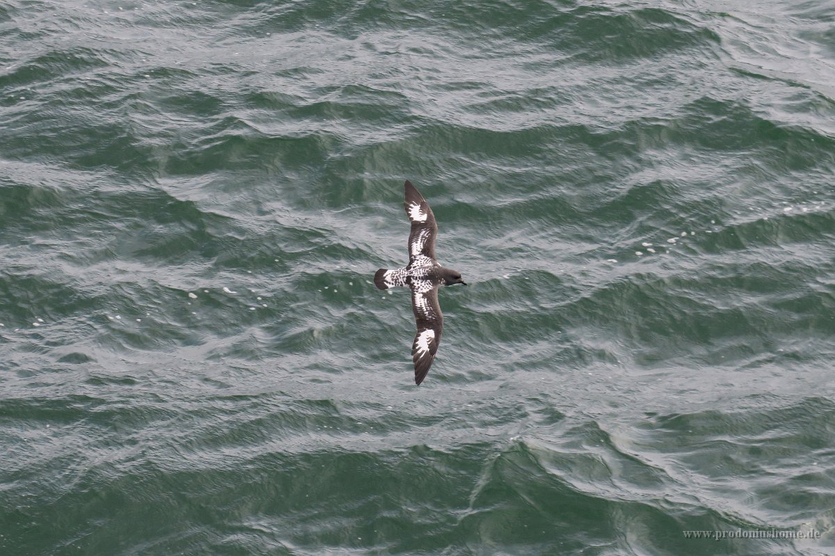 178 G3X IMG 3762 - Deception Island -  - Cape Petrel