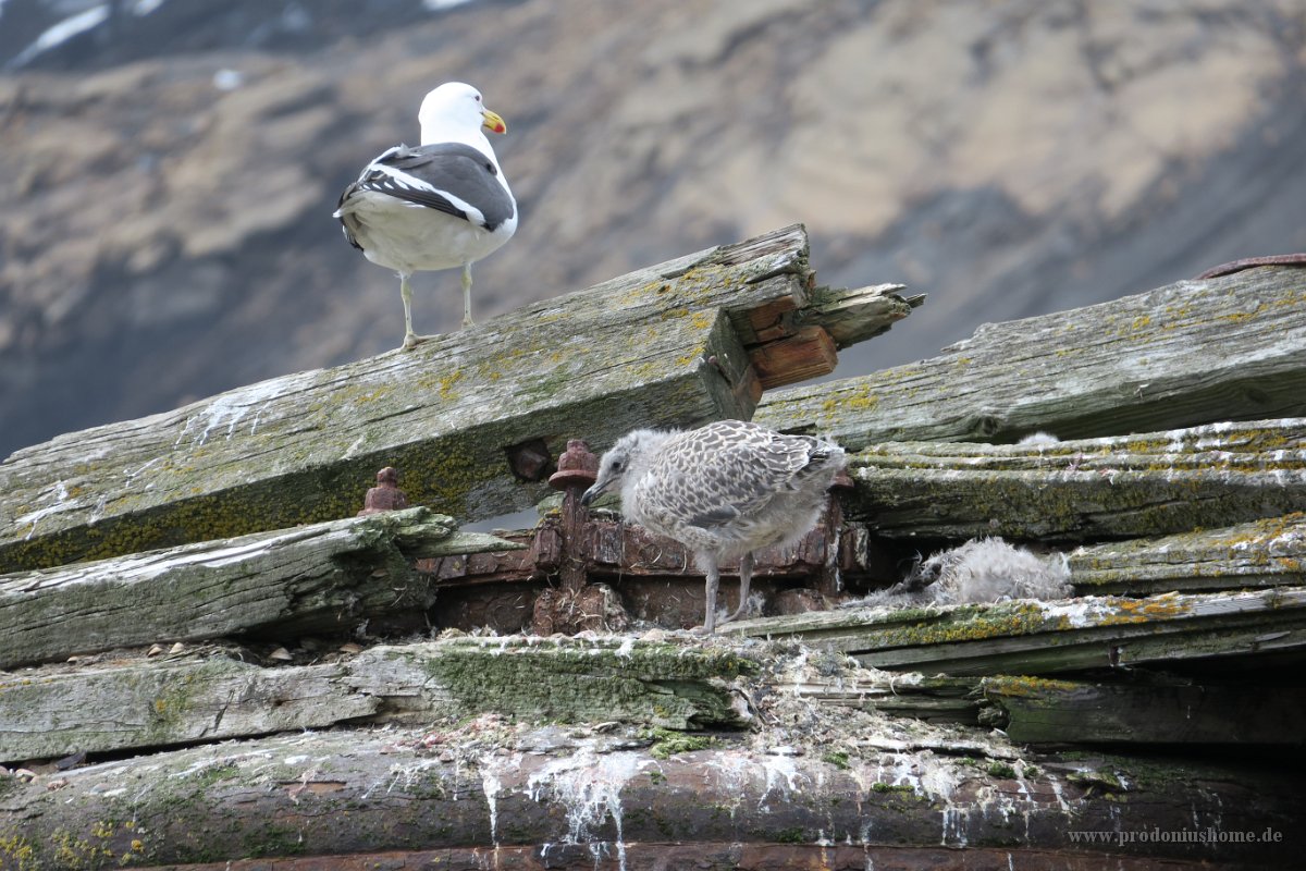 182 G3X IMG 3779 - Deception Island