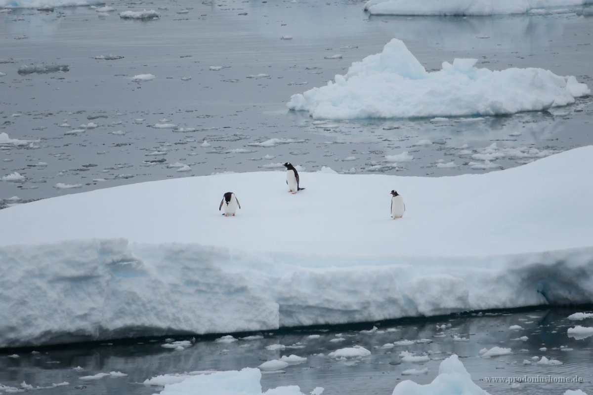 210 G3X IMG 4068 - Weg zu Neko Harbour - Gentoo Penguin