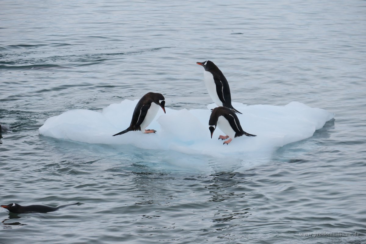 222 G3X IMG 4162 - Neko Harbour - Gentoo Penguin