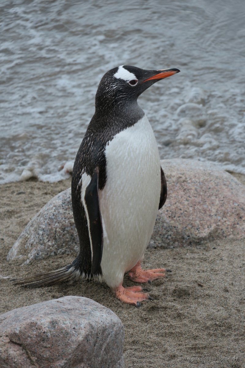 223 G3X IMG 4167 - Neko Harbour - Gentoo Penguin