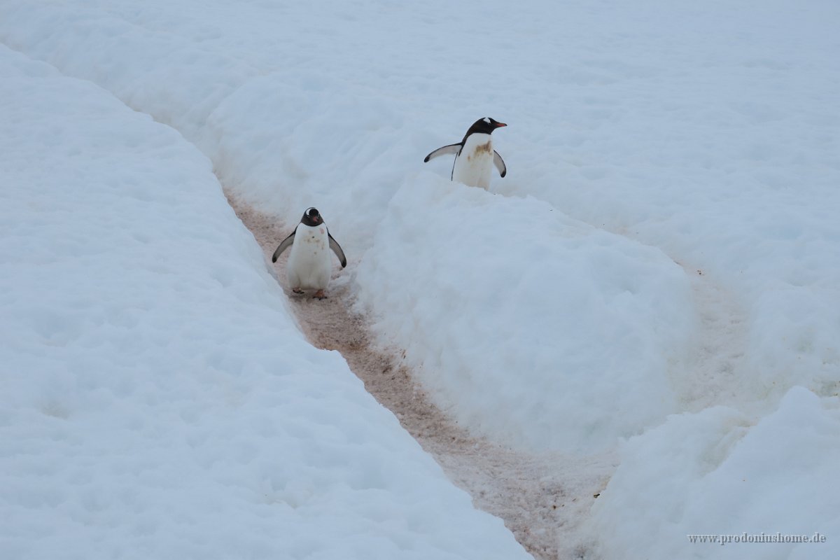 226 G3X IMG 4183 - Neko Harbour - Gentoo Penguin