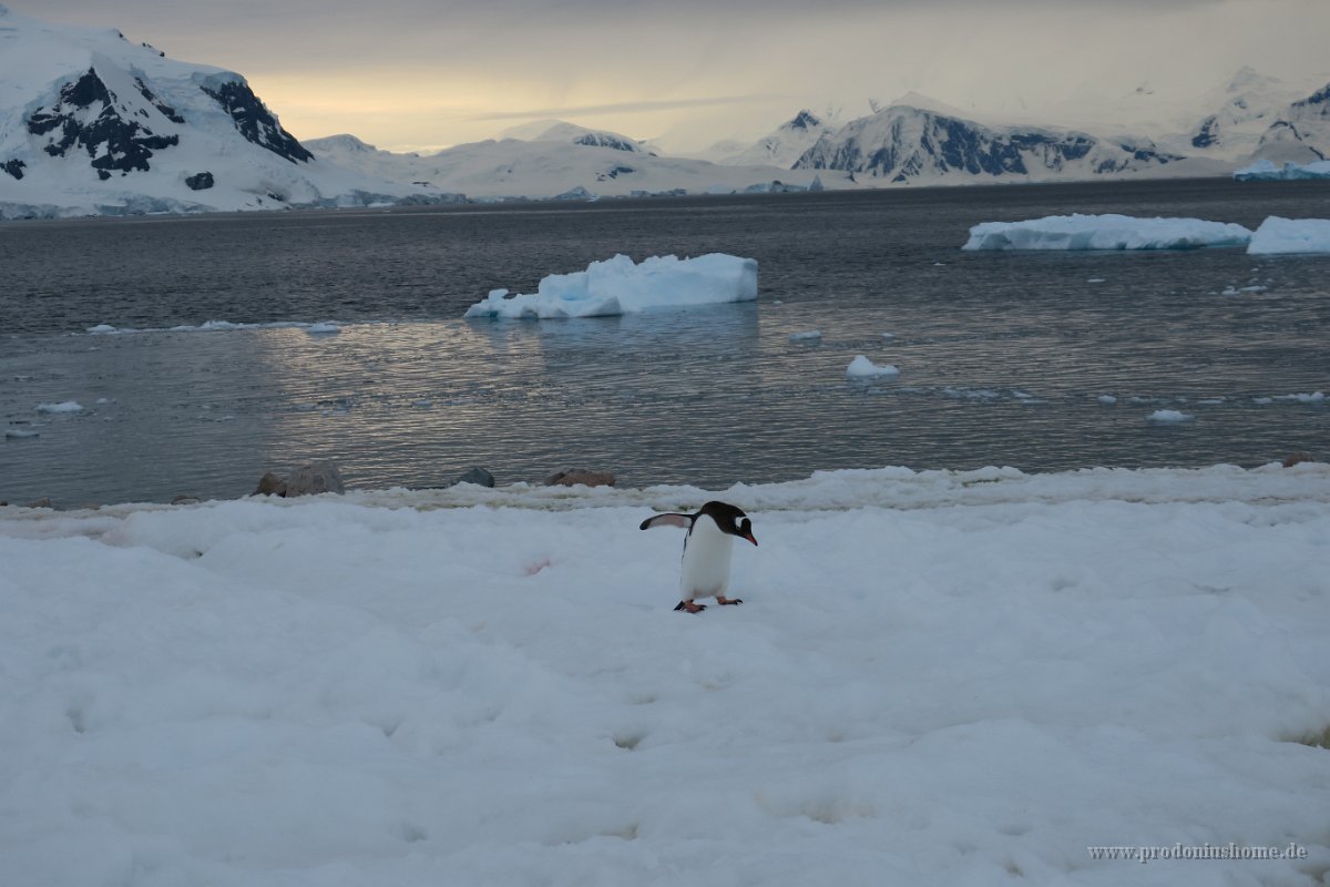 232 G3X IMG 4209 - Neko Harbour - Gentoo Penguin