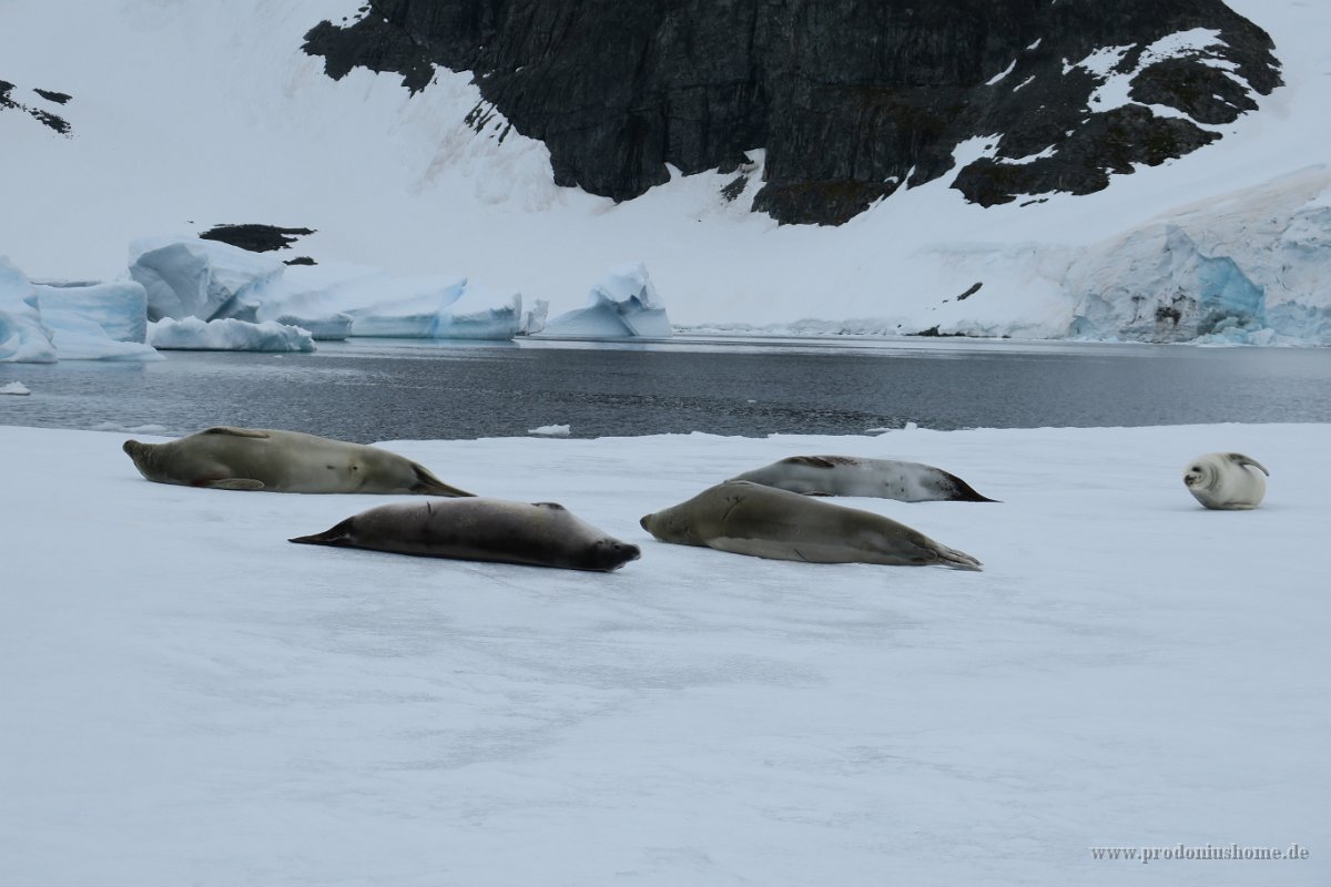 236 G3X IMG 4378 - Cuverville Island - Port Lockroy