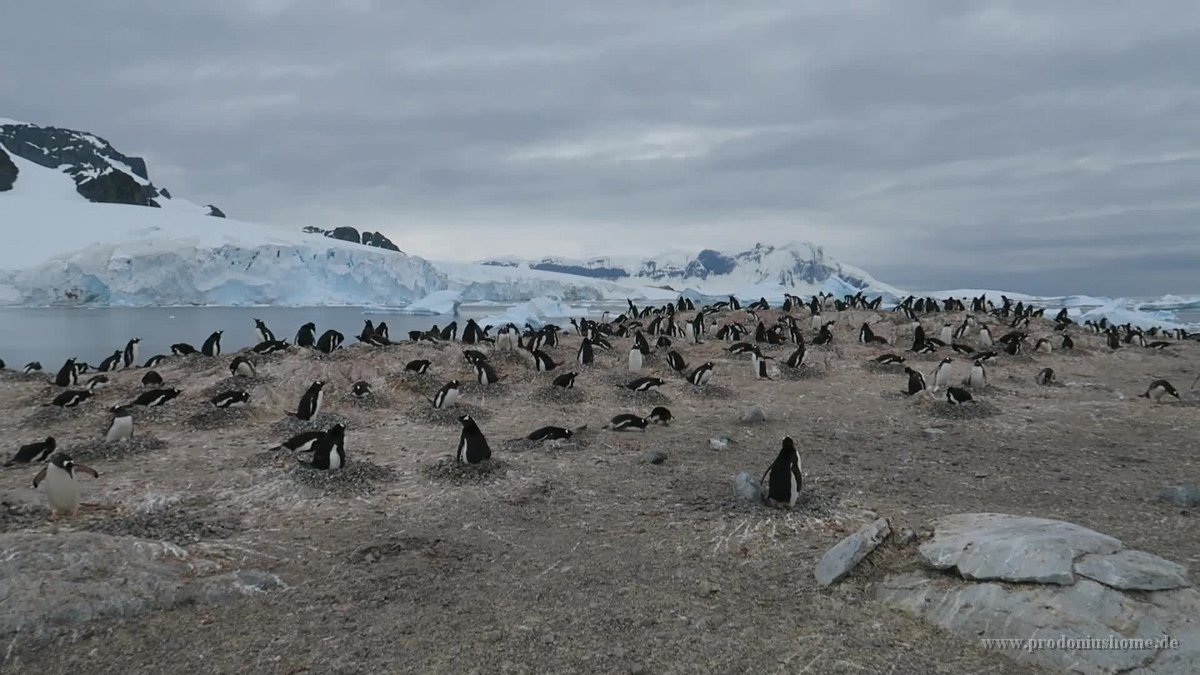 240b G5X MVI 2280 - Cuverville Island - Port Lockroy - Gentoo Penguin