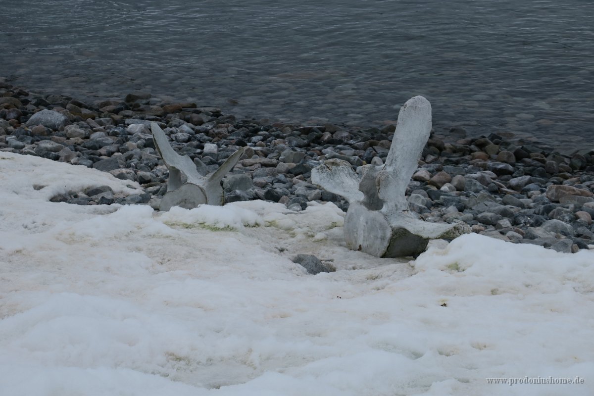 247 G3X IMG 4447 - Cuverville Island - Port Lockroy - Walknochen