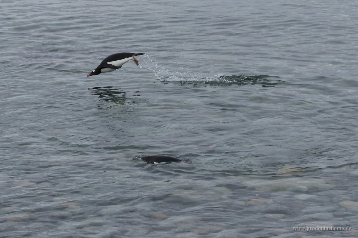 248 G3X IMG 4589 - Cuverville Island - Port Lockroy - Gentoo Penguin