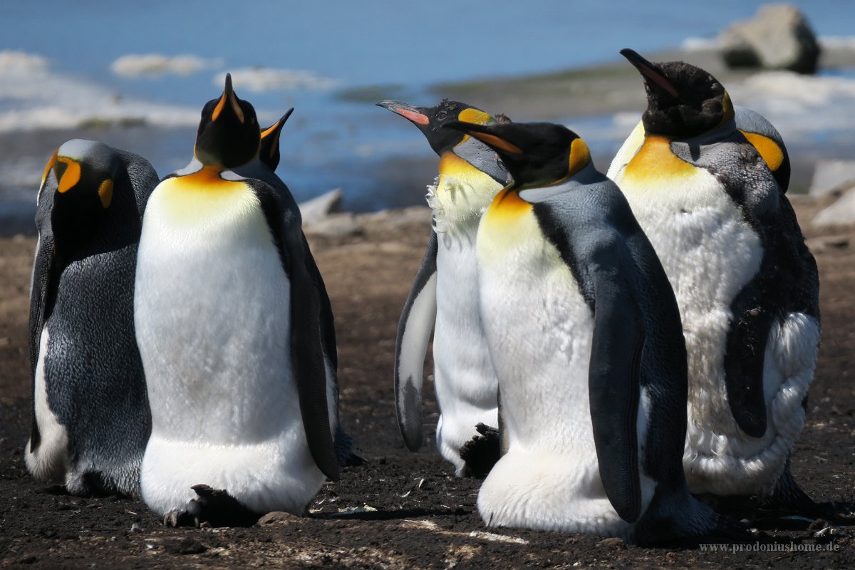 295 G3X IMG 5234 - Falkland Inseln Stanley - King Penguin