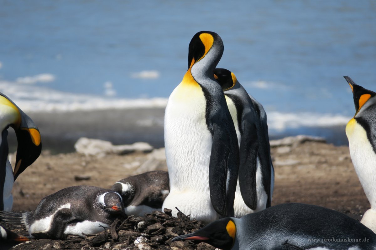 301 G3X IMG 5139 - Falkland Inseln Stanley - King Penguin