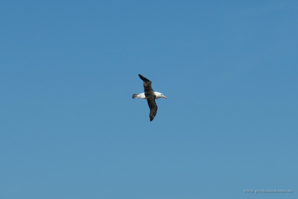 329 G3X IMG 5942 - Falkland Inseln - New Island - Black Browed Albatross