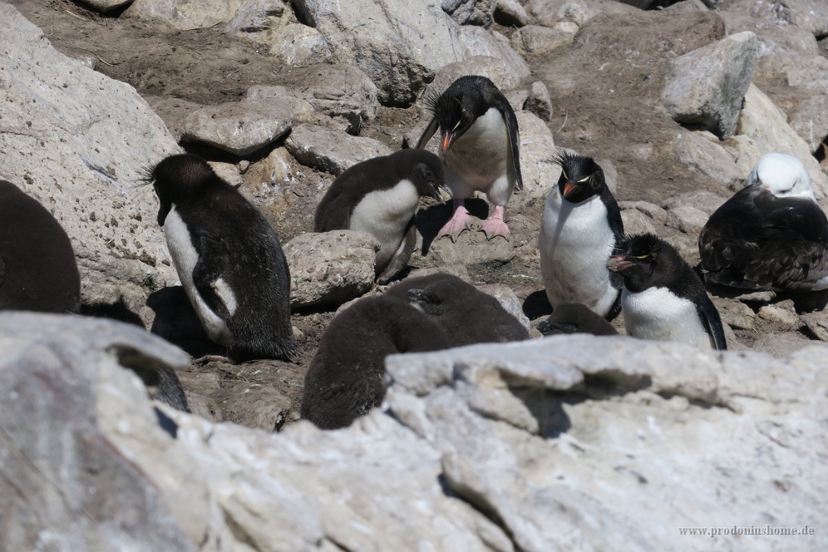 331 G3X IMG 5376329 G3X IMG 5942 - Falkland Inseln - New Island - Rockhopper