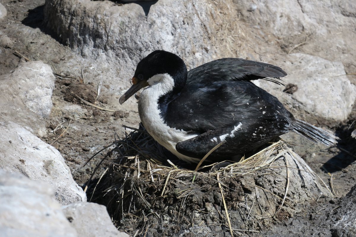 332 G3X IMG 5379 - Falkland Inseln - New Island - Kormoran