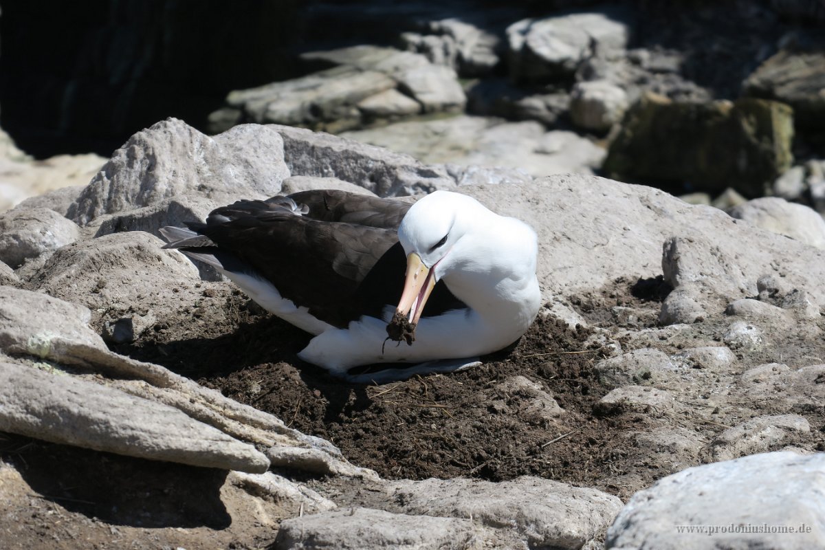 334 G3X IMG 5437 - Falkland Inseln - New Island - Black Browed Albatross