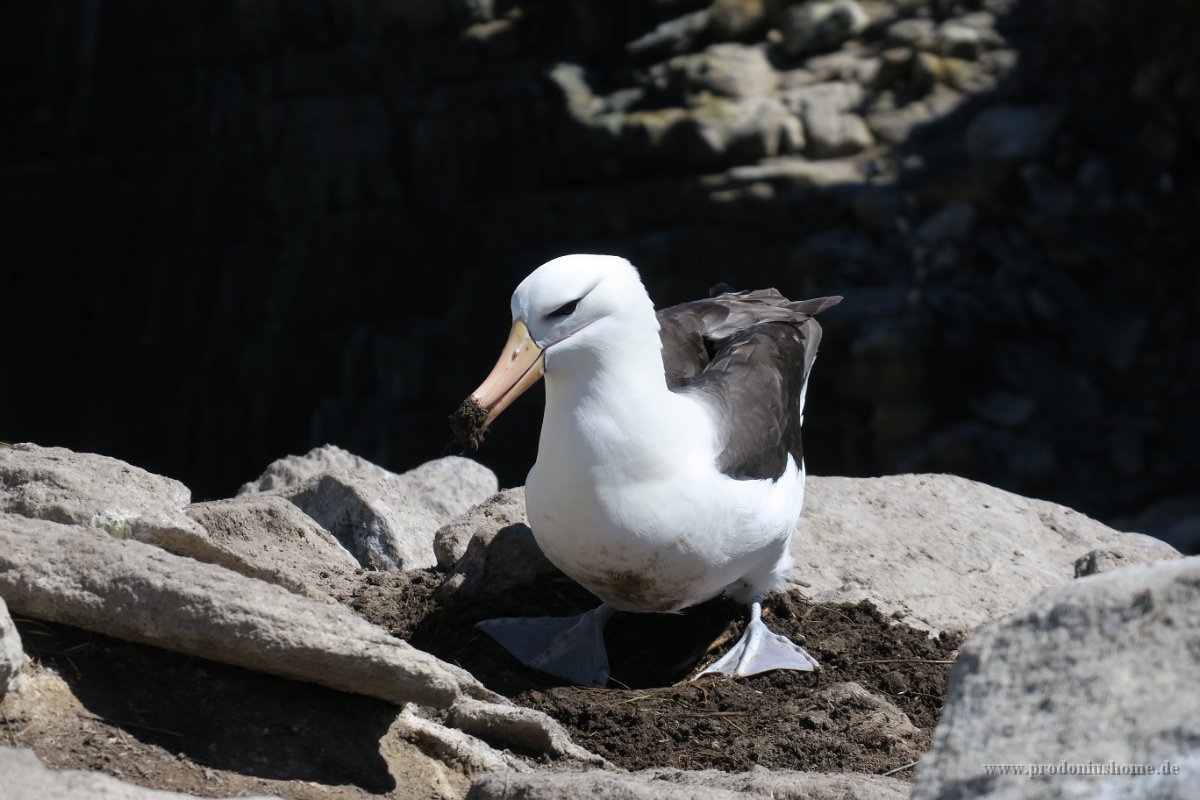 335 G3X IMG 5447 - Falkland Inseln - New Island - Black Browed Albatross