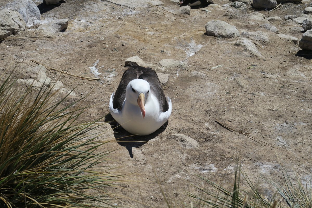 341 G5X IMG 2392 - Falkland Inseln - New Island - Black Browed Albatross