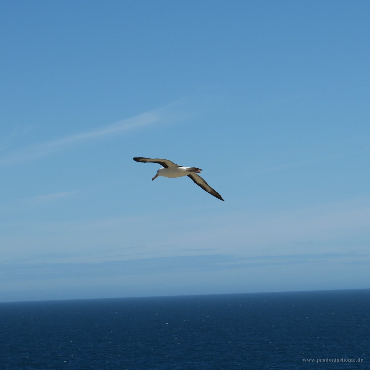 343 G3X IMG 5935 - Falkland Inseln - New Island - Black Browed Albatross