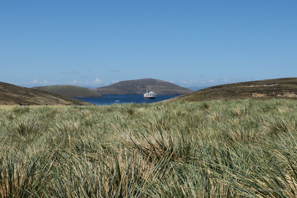 345 G3X IMG 5753 - Falkland Inseln - New Island